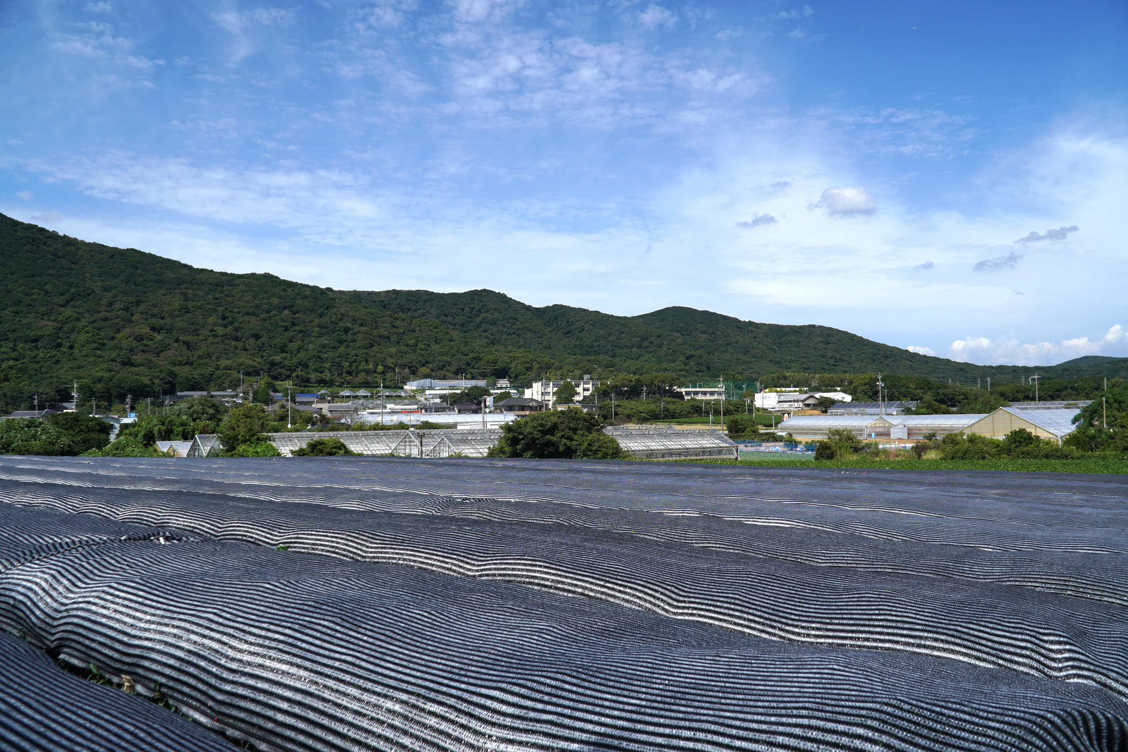Japanese Green Tea Farm