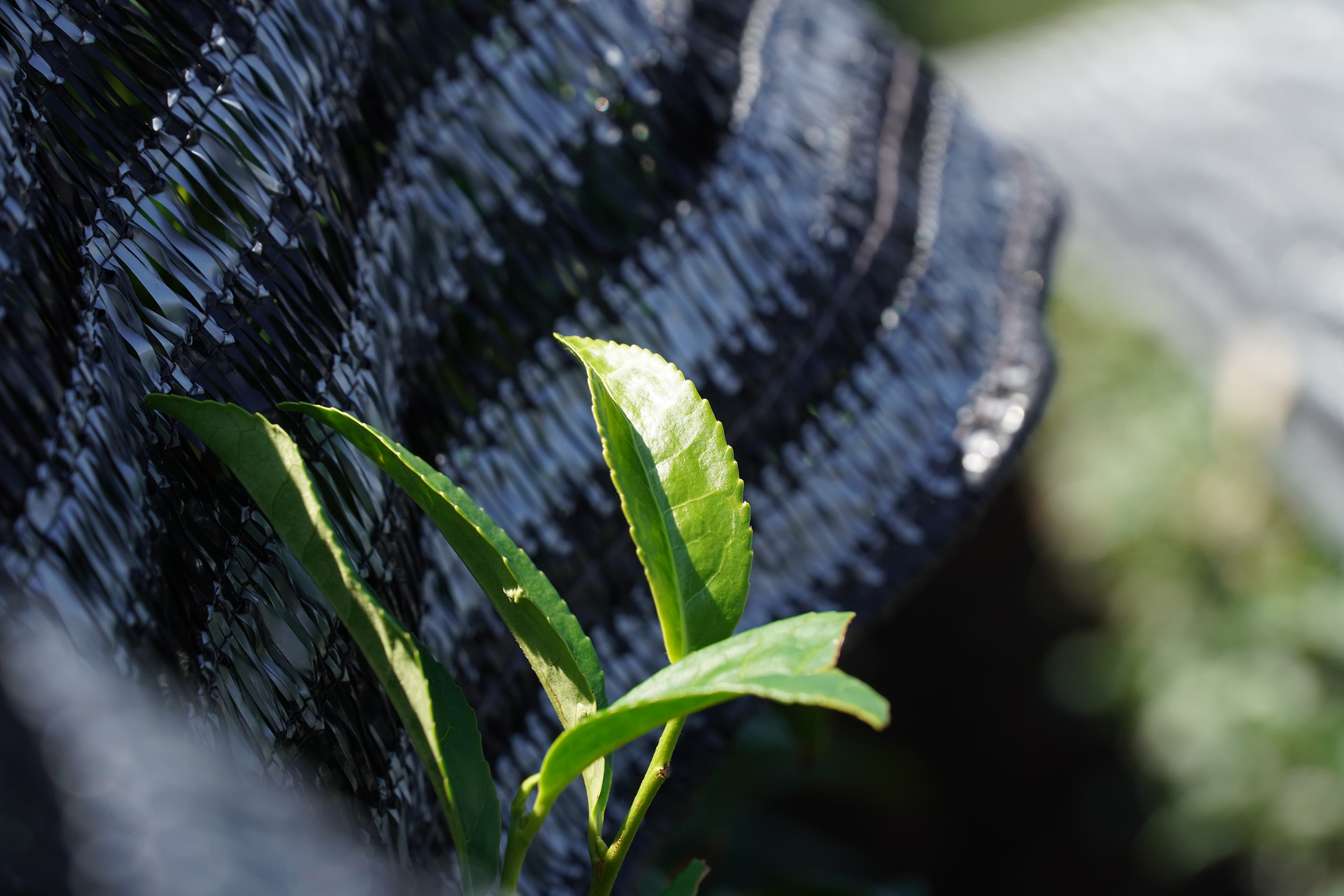 Shaded Tea Plantation Japan
