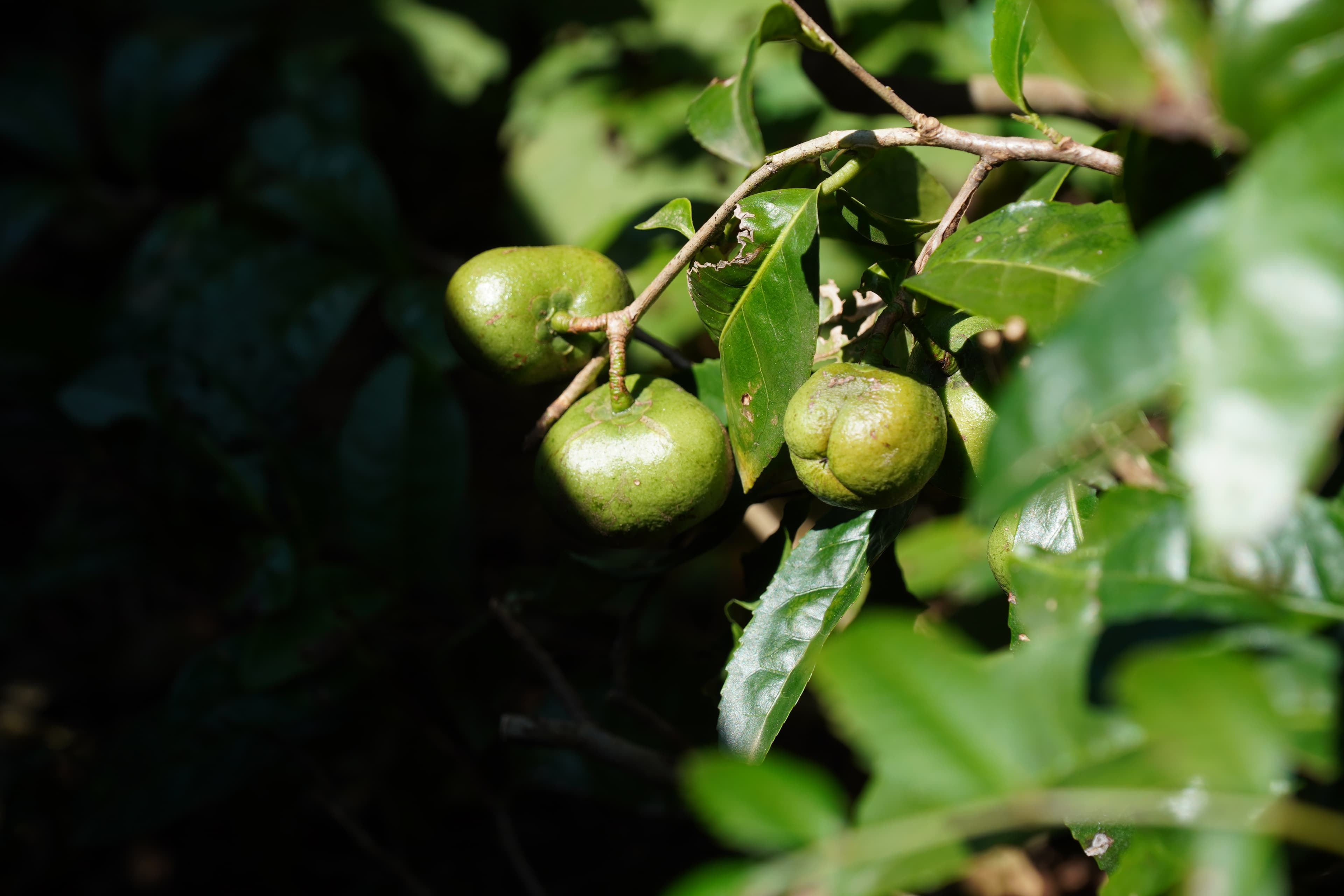 Búp trà tươi xanh