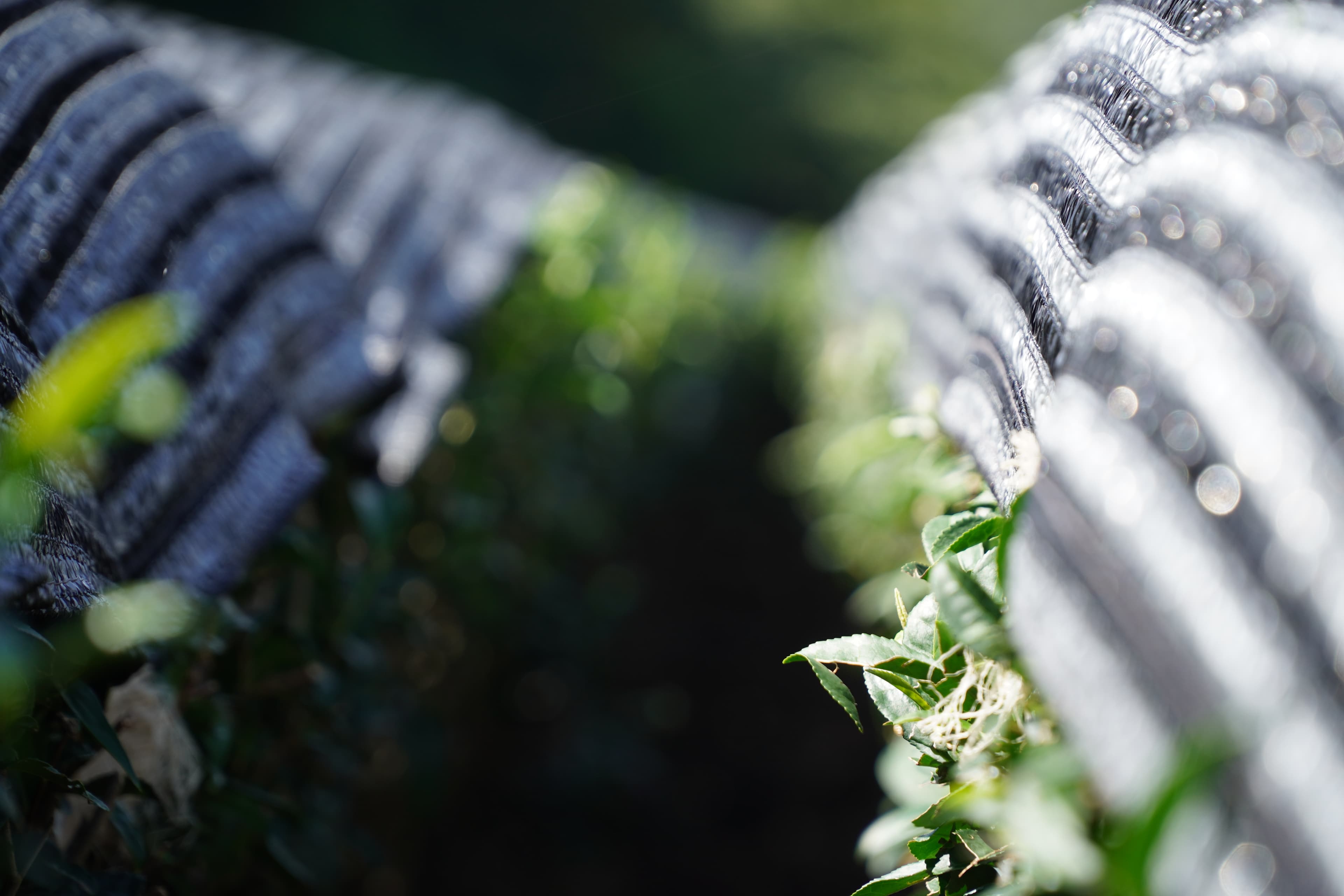 Japanese Tea Terraces